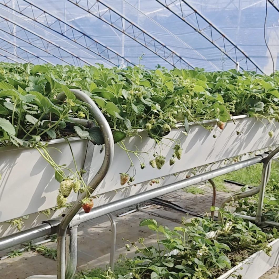 Vegetable Sunlight Greenhouse Sparay Irrigation System