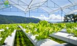 5.8m Length Commercial Aquaponics System Soilless Culture Fish And Plant System