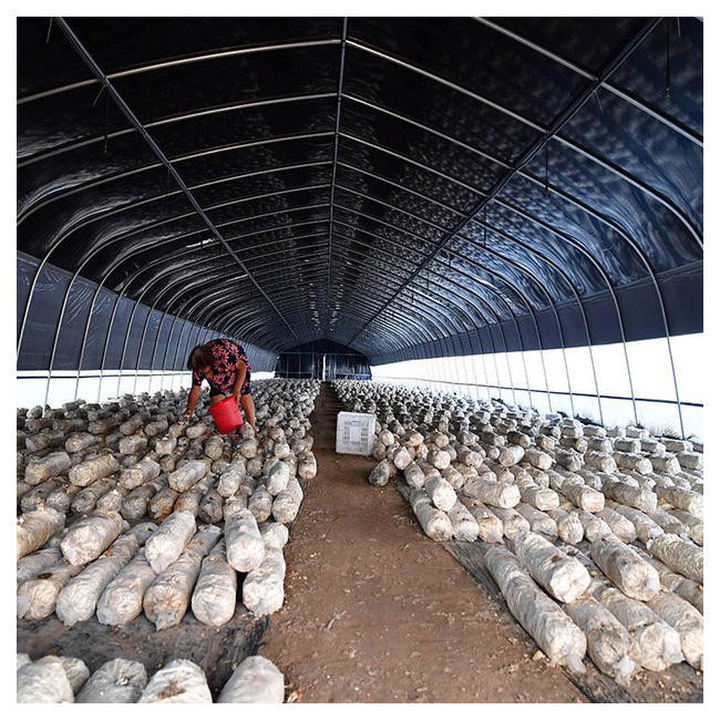 Polycarbonate Light Deprivation Mushroom Greenhouse Blackout With Irrigation System