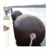 Buy cheap ISO17357 Standard Sing Type Yokohama Type pneumatic rubber fender from wholesalers