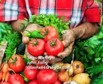 HomeGrow Total Amino Acid 80% – Safe Organic Plant Nutrition for Family Gardens