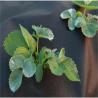 Buy cheap Anti UV Greenhouse 90G Black Weed Barrier from wholesalers