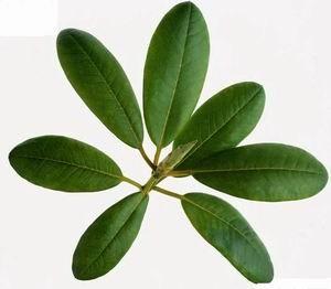 Buy cheap Corosolic acid(Loquat Leaf Extract)30% Promote weight loss, Balances blood sugar from wholesalers