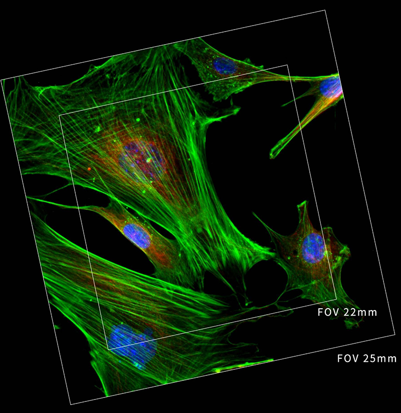 OPTO EDU A16.1099 Full Auto Semi-APO Inverted Fluorescent Microscope