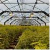 Buy cheap Multi-Span Venlo PC Sheet Polycarbonate Tunnel Greenhouse Blackout Light Dep from wholesalers