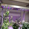 Buy cheap Versatile Commercial Greenhouse for Hydroponic Vertical Farming in Shipping Container from wholesalers