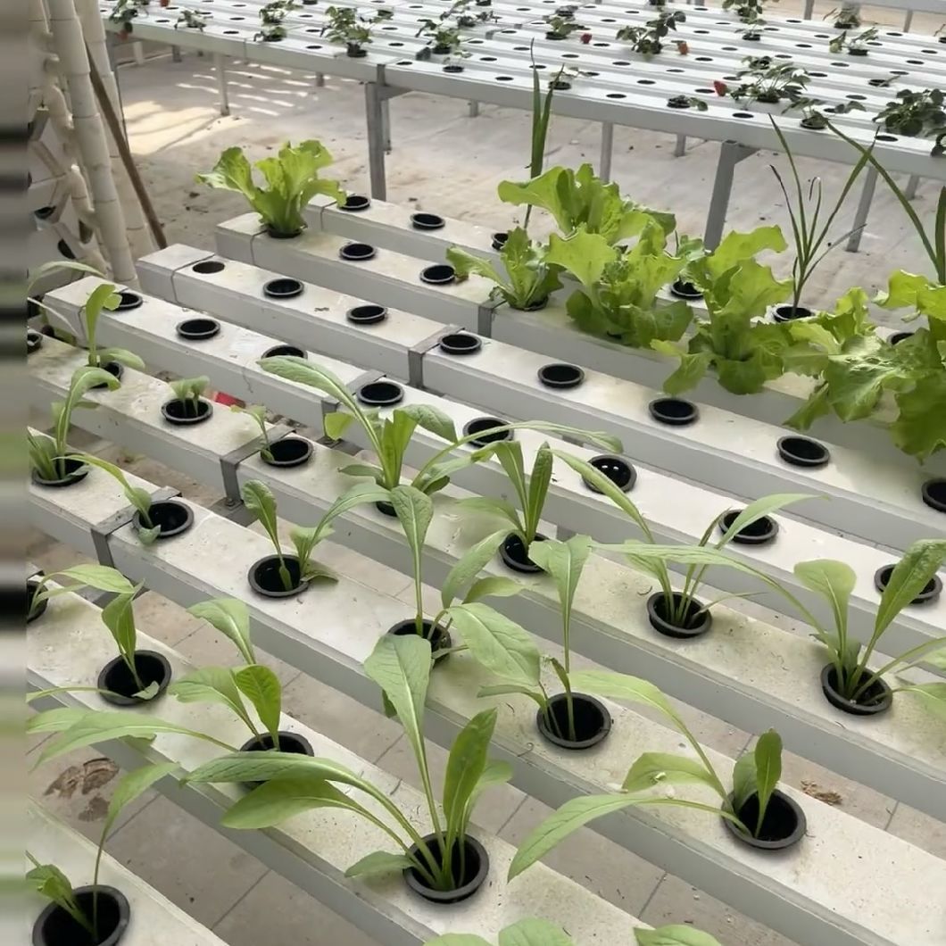 High-Quality Cocopeat Soil Greenhouse for Vegetable Production