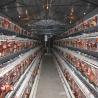 Buy cheap Poultry Farm Layer Cage H Type Full Automatic Chicken 6Tiers from wholesalers