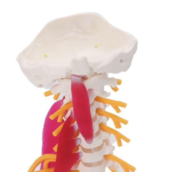 Buy cheap Spine Cervical Vertebra Full Size Medical Skeleton Nerves Posterior Occipital Bone from wholesalers
