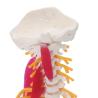 Buy cheap Spine Cervical Vertebra Full Size Medical Skeleton Nerves Posterior Occipital Bone from wholesalers