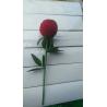 Buy cheap Valentine Suede Flocking Jewelry Box , Flower Designed Velvet Storage Box For Girlfriend from wholesalers