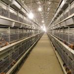 Large Farm Powerful Baby Chick Cage Silver White Color 1.5 Years Warranty