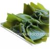 Buy cheap Ocean Fresh Green Kelp Sprouts For Salads , Kombu Kelp Sea Vegetable for Japanese Restaurant from wholesalers
