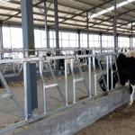0.4m/Cow Cow Head Lock