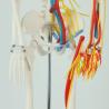Buy cheap Full Size Anatomy Skeleton Model Chromatic Vessels Nerves 85cm from wholesalers