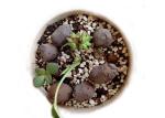 8-16 mm Clay Pellets Growing Medium Garden Decoration Ball For Hydroponic