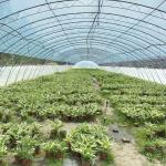 Large Innovative Agriculture Arches Tunnel Greenhouse Perfect for Year-Round