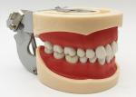 Resin Dental Study Models Histology , Non Toxic Orthodontic Teeth Model