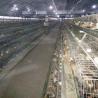 Buy cheap Duck Farming Battery Type Cage , Automatic Duck Farming Cages For Sale from wholesalers