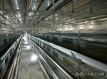 A-type Q235 Steel Cage Designed For Baby Chickens Hot-dip Galvanized Wire Mesh