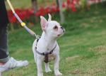 12 Inch Lanyard Breakaway Dog Leash For 1 2 3 Multiple Dogs