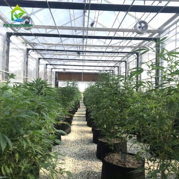 Hot Galvanized Steel Commercial Light Deprivation Greenhouse for Hemp Cultivatio