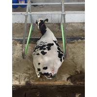 Buy cheap Durable Dairy Cow Free Stall Welded Steel Tube Material 2-3 Meter Size product
