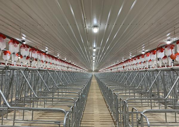 Buy cheap 200 Sows Turn Key Swine Piggery Tools And Equipments Auger Conveying from wholesalers
