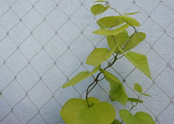 Buy cheap SS 304 316 Wire Rope Trellis 100x100mm Stainless Steel Wire For Climbing Plants from wholesalers