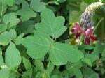Kudzu Root extract, Isoflavones 40%, CAS No.: 3681-99-0, Auxiliary lower blood