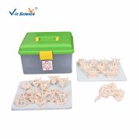 Buy cheap Vertebral Column Disarticulate 20kgs PVC Human Anatomy Model product
