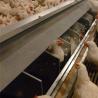 Buy cheap Separated Hole Poultry Egg Collection System 2.44m Length For Breeder Farm from wholesalers