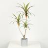 Buy cheap Cement Pot Artificial Dragon Faux Bonsai Tree Indoor Decoration 68 CM 76 CM from wholesalers