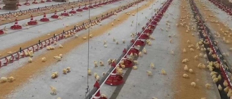 Broiler Automatic Feeder Chicken Breeding Equipment