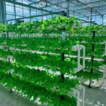 Venlo Glass Greenhouse for Vegetables Roofing Shape a Type Roof 30 Days Return