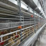H Frame 4 Tiers Meat Chicken Broiler Cage 136 Birds Per Set