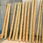 Garden Furniture Natural Bamboo Poles Stakes Straight For Garden Plant Length