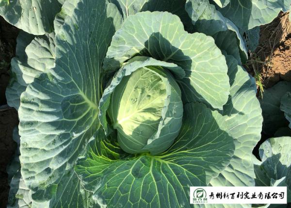 Buy cheap Japan Standard Flat Head Cabbage Own Plantation Supply To Salad Factory from wholesalers