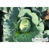 Buy cheap Japan Standard Flat Head Cabbage Own Plantation Supply To Salad Factory from wholesalers