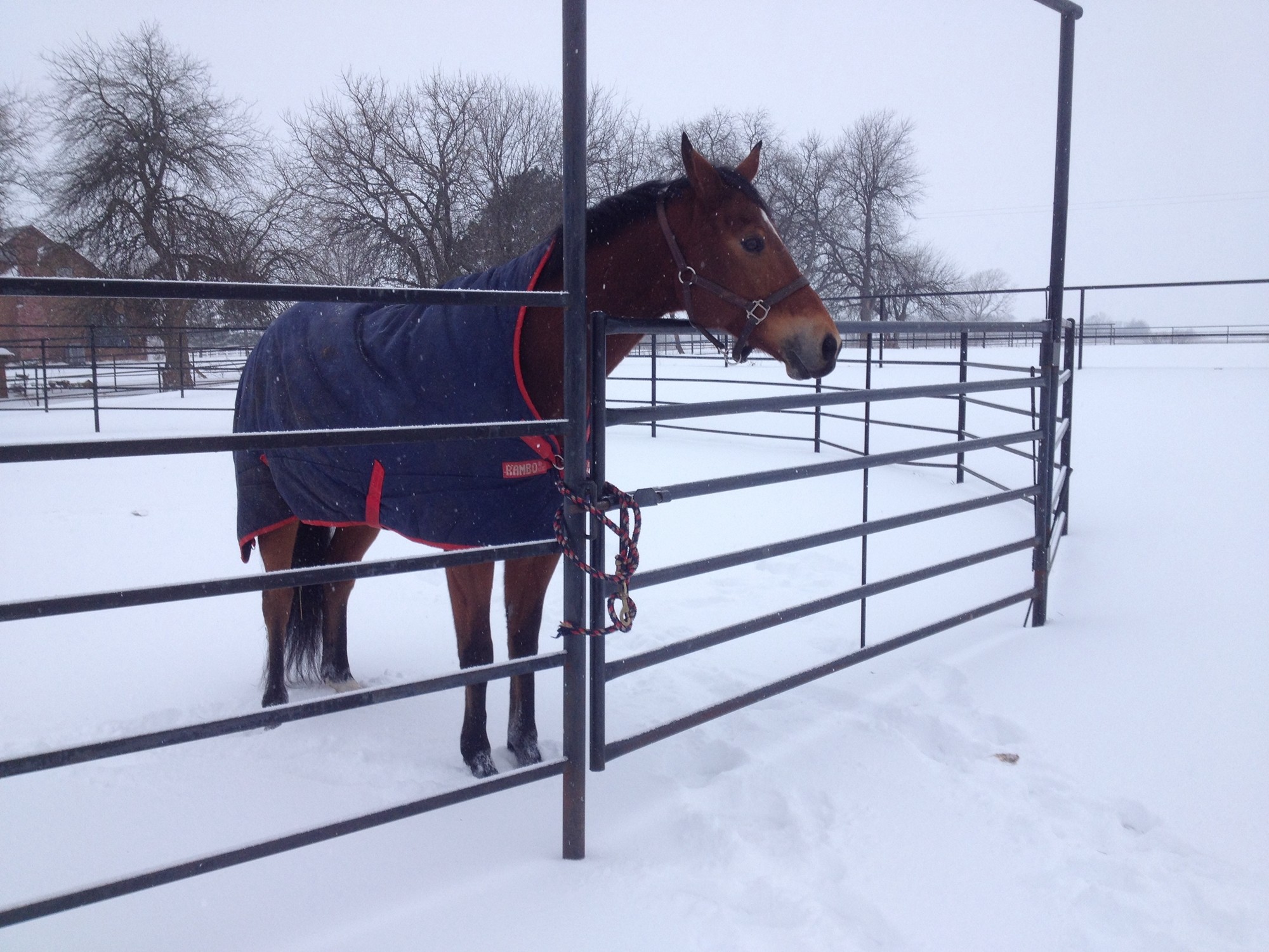 Australia Portable Farm Livestock Steel Fence Panels Galvanized For Cattle