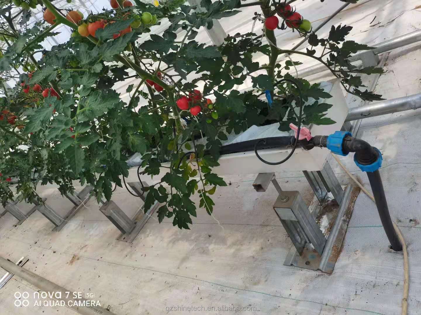 Large Sawtooth Greenhouse Shine Tech Poly Tunnel Tropical Greenhouse With Ventilation