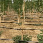 Natural Bamboo Plant Support Stakes for Indoor Plants, Bamboo Sticks Poles