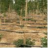 Buy cheap 250cm Raw Bamboo Poles Bamboo Stakes For Decoration Plant from wholesalers