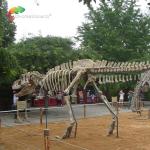 length 15m Museum Quality Dinosaur Replicas T Rex Skull water repellent