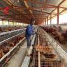 Buy cheap Easily Assemble 2.4mm Chicken Battery Cage Galvanized A Frame Emily from wholesalers