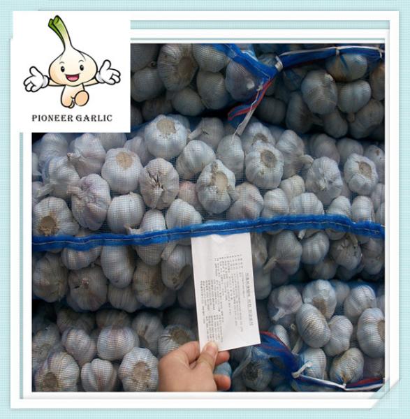 Buy cheap bulk fresh garlic different size from 4.5-6.5cm Pure White Garlic from wholesalers