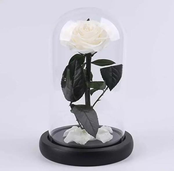 Buy cheap Preserved Rose Long life Glass Cover Preserved Real Fresh Forever Rose in Glass Preserved Flowers from wholesalers