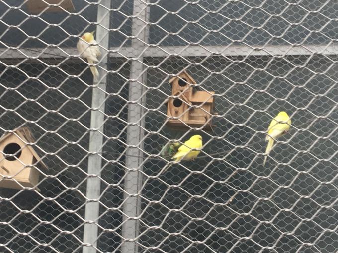 Knotted And Ferruled Type Stainelss Steel Wire Rope Aviary Wire Mesh Zoo Project 2