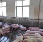 Buy cheap Gilt Stall Livestock Farm Equipment PVC Fence Back Up Sow Crate from wholesalers