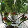 Buy cheap Lettuce Soilless Cultivation Equipment from wholesalers